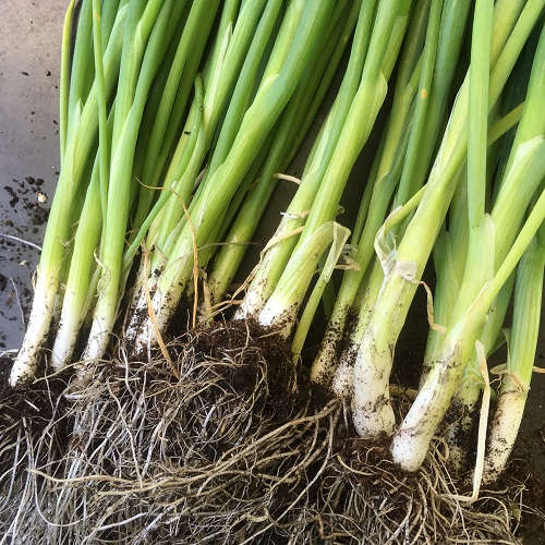 Spring Onion White Lisbon